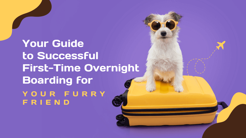 Ensuring Your Pet's Comfort During Their First Overnight Stay Away Ensuring Your Pet's Comfort During Their First Overnight Stay Away